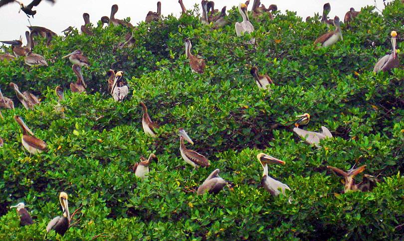 Resultado de imagen para Los gaviotines . de los manglares