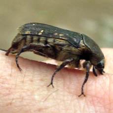 37 - Primer plano coleóptero del Bosque Petrificado Puyango (Ecuador, enero 2013)